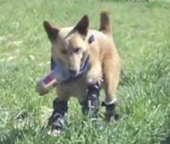 Naki’o can run again thanks to his four prosthetic paws.