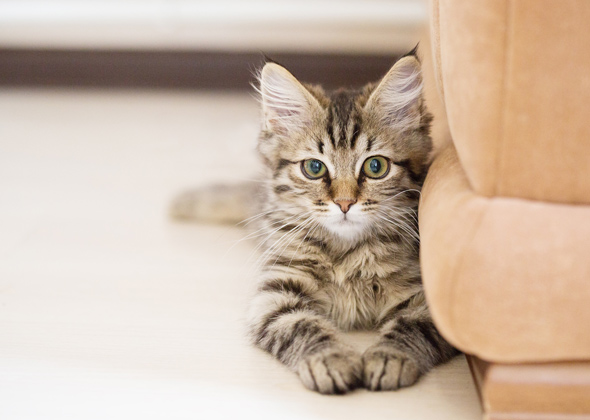 Most Popular Kitten Names of 2016
