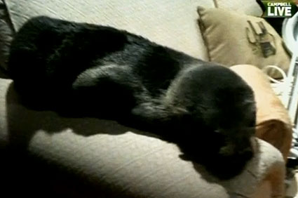 Baby seal on couch