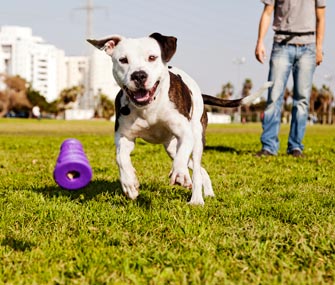 Man playing with dog in park