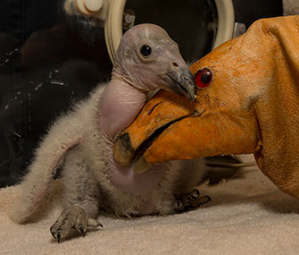 Wesa, a condor chick, is being raised with the help of a hand puppet.