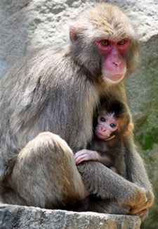 Japan names baby monkey Charlotte