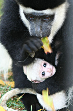 Colobus monkey baby