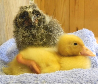Larch, a long-eared owl, and Chop-suey, a white-crested runner duck, have become the best of pals.