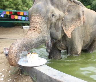 Raju celebrates one year of freedom with a piece of cake, and a swim.
