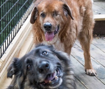 Captain Ron, standing behind his friend Lacy, is happily living at a Tennessee sanctuary.