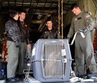 The U.S. Coast Guard transported Leo, an orphaned stellar sea lion pup, from Washington to California this month.