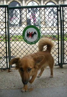 Dog in Paris