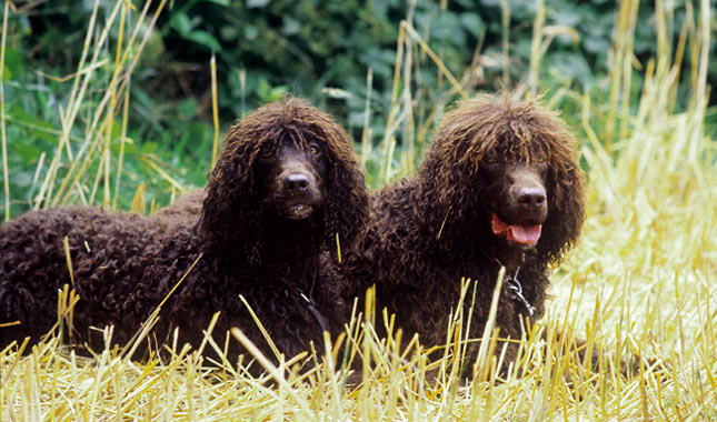 Irish Water Spaniel Breed Information