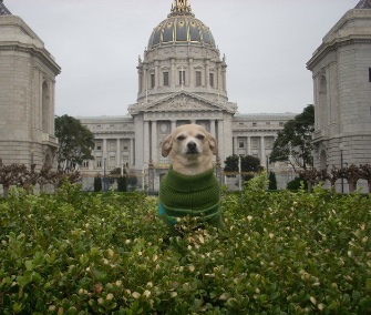 Frida, a Chihuahua mix, won a bid to be the honorary mayor of San Francisco for a day.