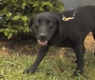 Bear, a Labrador Retriever, sniffs out invasive giant African land snails in Florida.