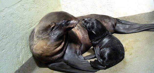 A Northern fur seal pup sits with mom Ursula at the New England Aquarium.
