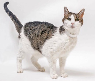 Achilles, who's 14, was left in a carrier on the streets of San Francisco.