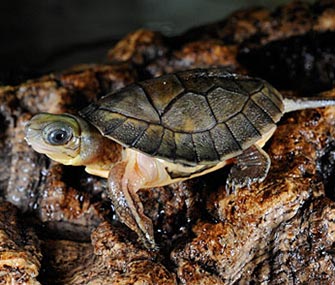 Chinese yellow headed box turtle