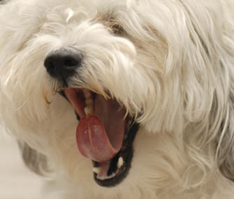 Dog Stinky Breath
