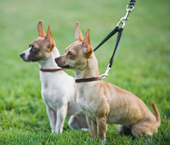 tips for walking two dogs together