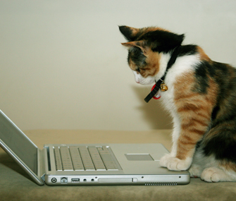 Cat watching laptop