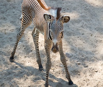 An endangered Grevy's zebra was born last weekend at Chicago's Lincoln Park Zoo.