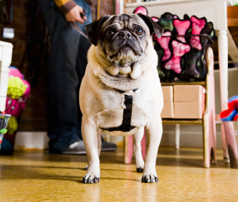 Pug at day care