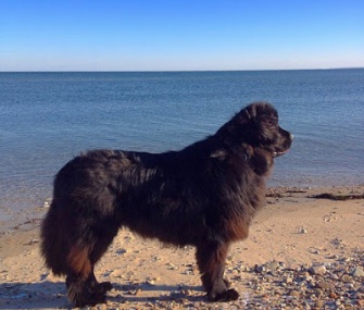Veda, a Newfoundland, is credited with saving the life of a loggerhead sea turtle she found stranded on a Massachusetts beach.