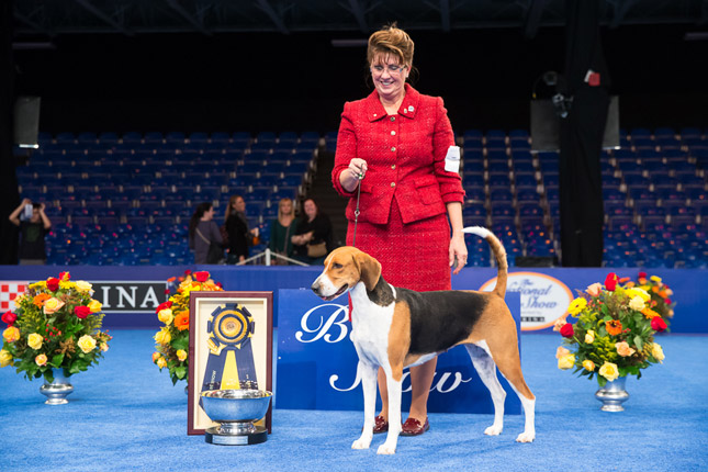 Jewel Best in Show National Dog Show