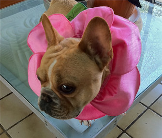 Vincent the French Bulldog