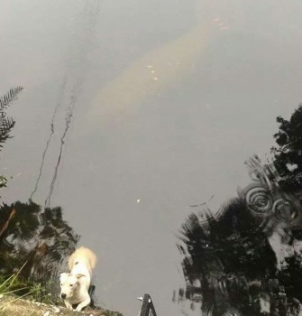 The shadow of a manatee can be seen in the top part of this photo of a dog who was rescued by Tampa police.