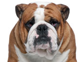 Bulldog