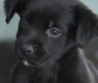 Puppy saved from Miami storm drain