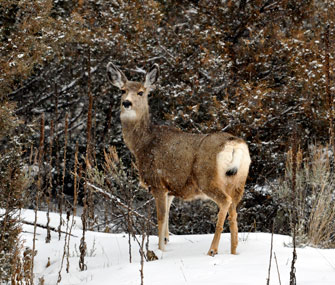 Deer
