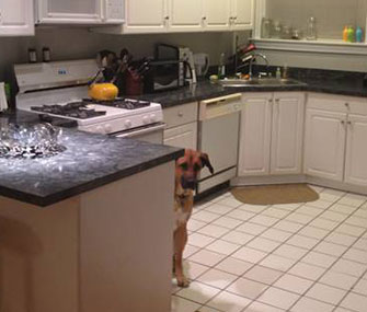 Otis hopped into this picture of the apartment's kitchen.