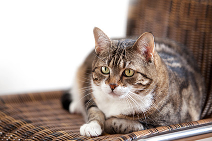 Overweight cat laying on chair.