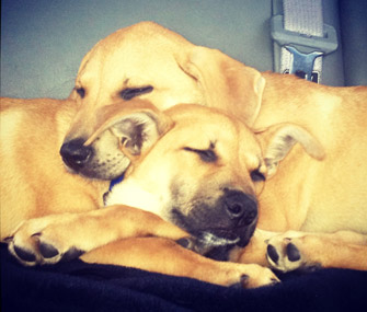 Cooper and Nico the rescue dogs