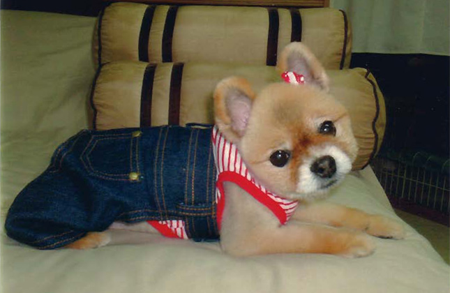 Fashionable Pomeranian wearing jean overalls