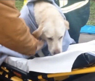 Ashley, a yellow Lab, was rescued from a fire in her California home and resuscitated by firefighters using a pet oxygen mask.