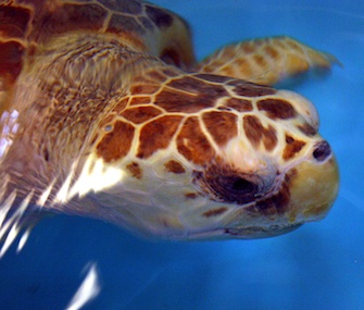 Caton the sea turtle