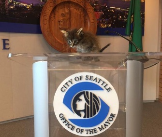 Seattle Kitty Hall