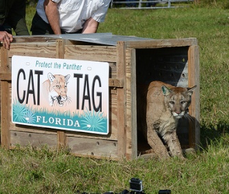 Once her crate was opened, the rehabilitated panther took a quick look around before taking off like a shot.