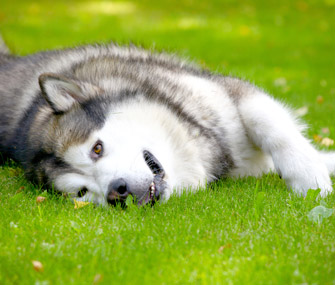 best dog breed for hot and cold weather