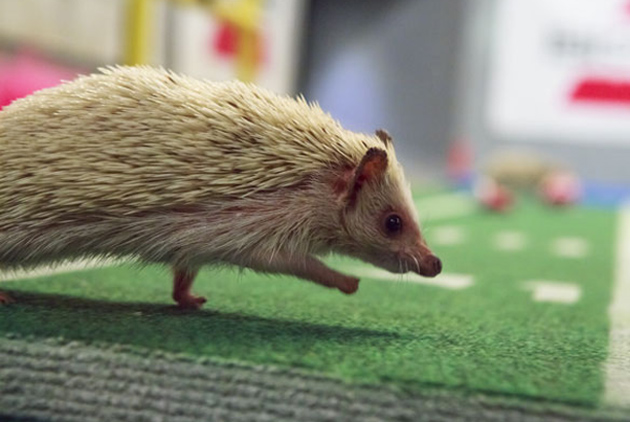 hedgehog