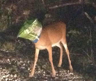 Two sheriff's deputies came to the aid of this Key deer in Florida.