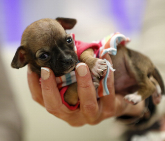 Beyonce the tiny puppy