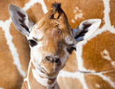 Baby giraffe