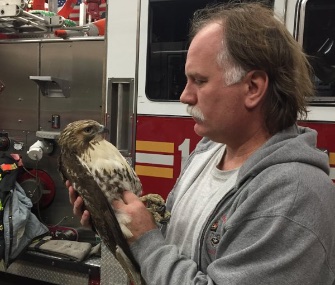 Firefighter Robert Horvath, who's also a licensed wildlife rehabilitator, tends to the injured hawk.