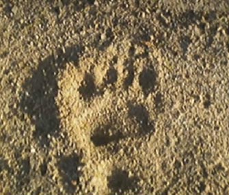 Police took this photo of a bear's paw print in the sand on Cape Cod.
