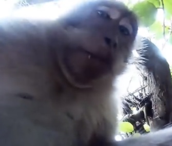 A curious monkey took off with a tourist's GoPro camera outside a Bali Temple, and took some selfies.