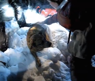 Firefighters in Maine saved Hero the dog from an icy harbor in the early morning hours of Sunday.
