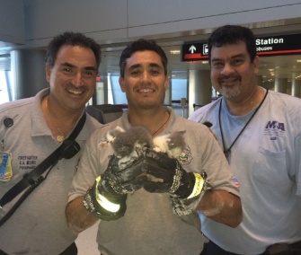 Miami Dade firefighters rescued three kittens from the ceiling at Miami International Airport, and are now looking for homes for them.