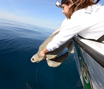 Meghan, an olive ridley sea turtle, was released off Key West Thursday after a year of rehabilitation.