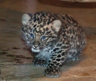 Named for Russia's Olympic city, Sochi the Amur leopard cub is 7 weeks old.